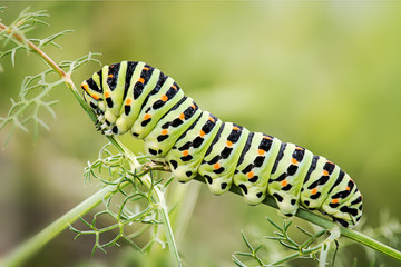 green worm on branch