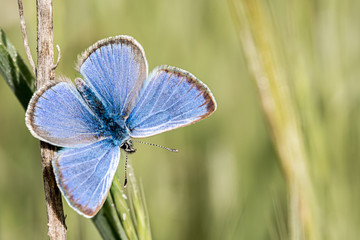 Butterfly on branch with wings open