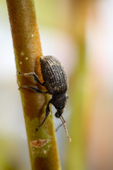 Rüsselkäfer auf einer Pflanze, Natur, Käfer, Tiere 