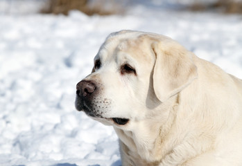the cute yellow labrador in winter in snow portrait