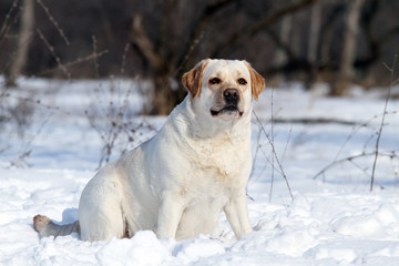 the yellow labrador in winter in snow portrait