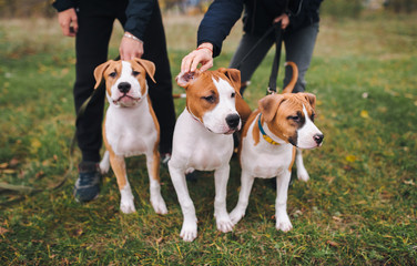 Three puppies of the American Staffordshire terrier are white and brown color from one brood.