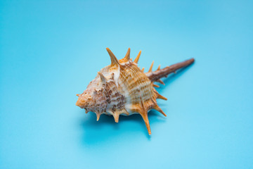Obraz premium conch shell on a blue background