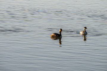 Eared Grebe