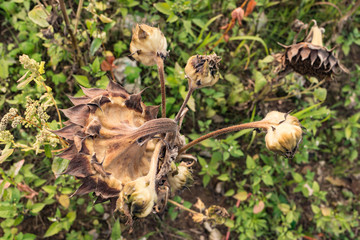 field of fading sunflowers