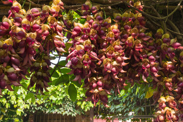 blooming mucuna birdwoodiana tutch in Spring