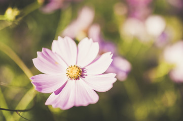 Fototapeta premium Petite fleur champêtre