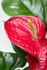 flower of Anthura close up on white background