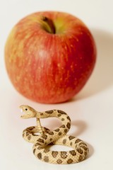 serpente e mela