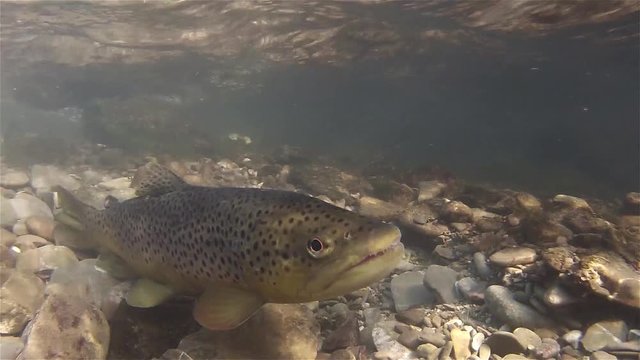 Spawning of brown trout underwater. Underwater footage of a Spawning salmo trutta morpha fario. Live in the river habitat. Underwater mountain creek. Brown trout spawning.
