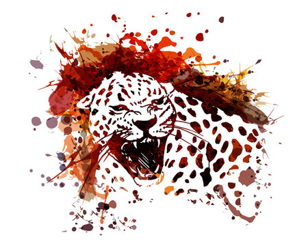 Vector color illustration of leopard