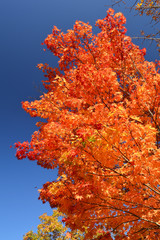 Maple leaves that change to  red leaves with blue sky on the background.