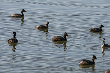 Eared Grebe