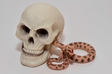 serpente a sonagli e teschio umano