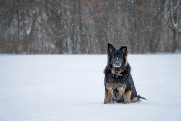 Dog sits and waits to be called with ears pricked up