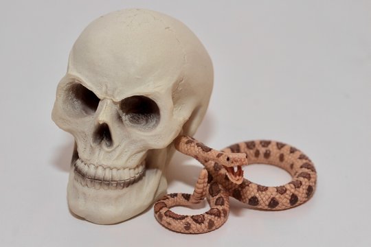 serpente a sonagli e teschio umano