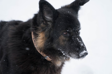 Head of a cute German shepherd covered with snowflakes, shot in a park in Leipzig, Germany 