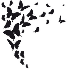black butterfly, isolated on a white