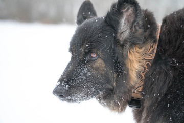 German shepherds head covered with snowflakes, wind in his fur, shot in a park in Leipzig, Germany