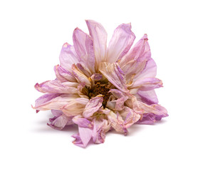 faded pink peony or paeonia lactiflora on white background