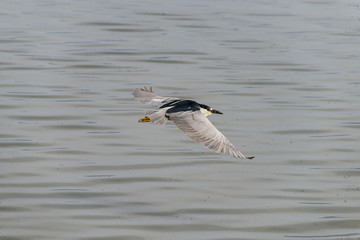 Black-crowned Night Heron