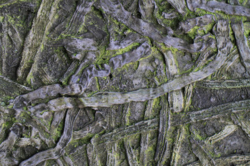 old root and rope texture