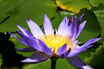 water lily flower in Vietnam