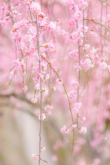 Plum blossoms in full bloom