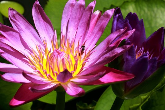 water lily flower in Vietnam