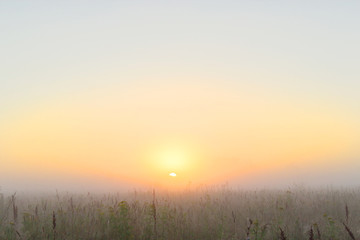 Fototapeta na wymiar fog in the field