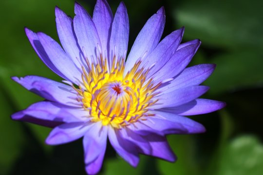 lily flower in Vietnam