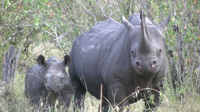Носорог Photo rhinoceros-97.jpg Bestgraph