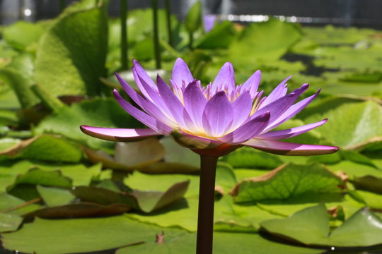 water lily flower in Vietnam
