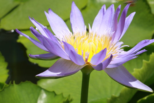 water lily flower in Vietnam