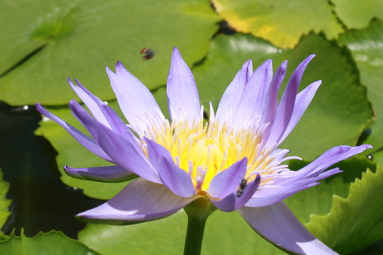 water lily flower in Vietnam