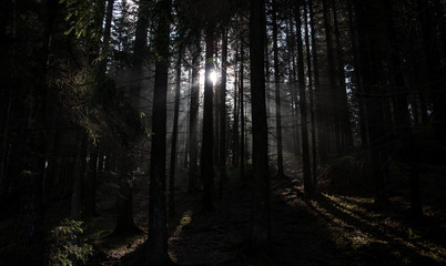 dramatic backlight in the woods