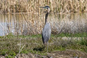 Blue Heron