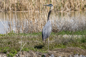 Blue Heron