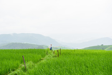 Fototapeta premium Paddy field