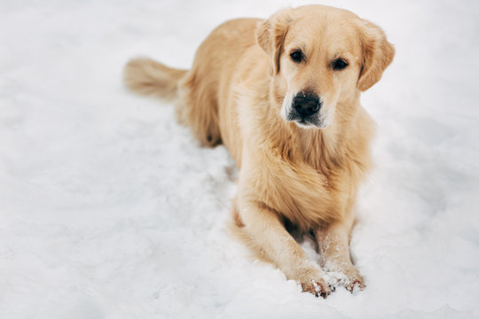 Photo of golden retriever sitting on snow at winter walk