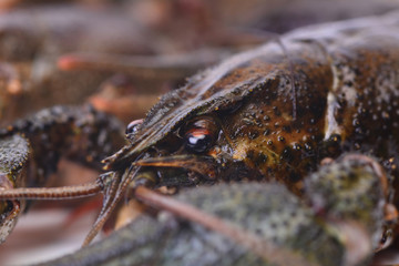 Crayfish
