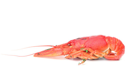 Bolied crayfish