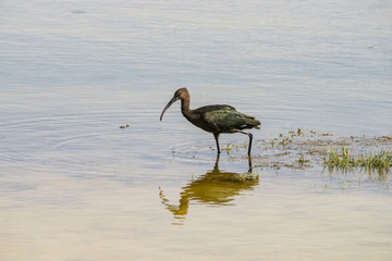 Ibis moving in the shallows