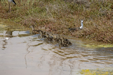 family of ducks