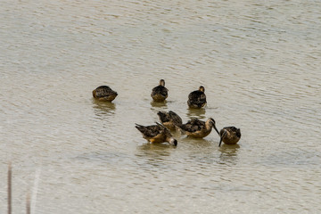 Long-billed Dowitcher