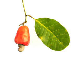 Fresh Cashew Nut on white background