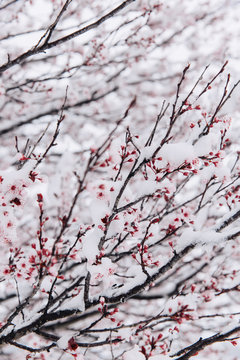 Snow covered cherry blossoms tree in winter