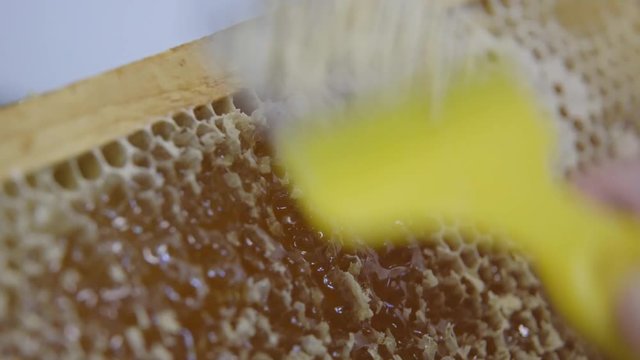 A scraper uncovering honey in a honeycomb