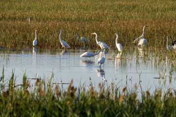 Snowy Egret