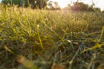 Water drops on the green grass